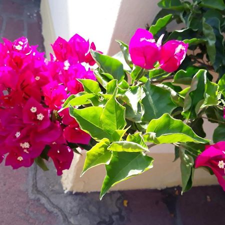 Casa Lupino Apartment Orosei Ngoại thất bức ảnh